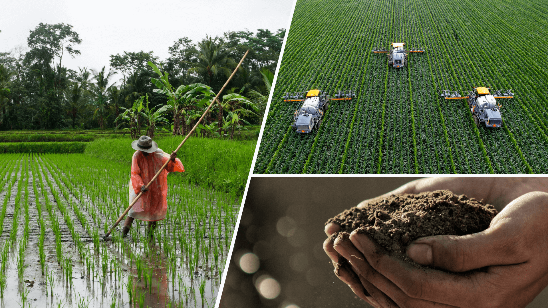 Traditional and Modern Farming